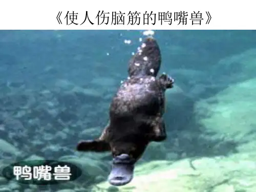 八年级语文使人伤脑筋的鸭嘴兽