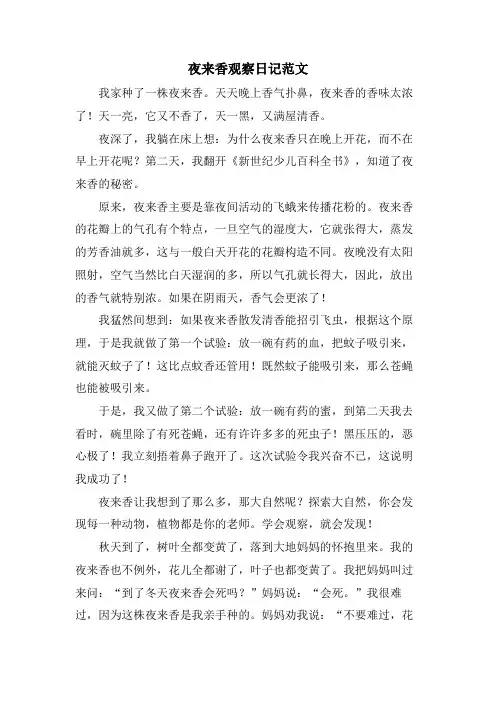 夜来香观察日记范文