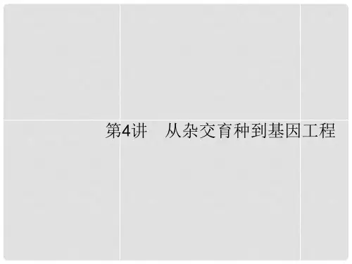 高三生物一轮复习 8.4从杂交育种到基因工程课件