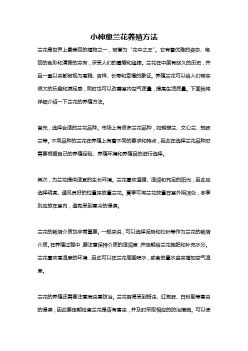 小神童兰花养殖方法