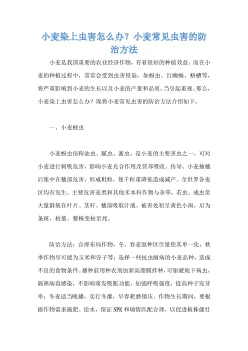小麦染上虫害怎么办？小麦常见虫害的防治方法