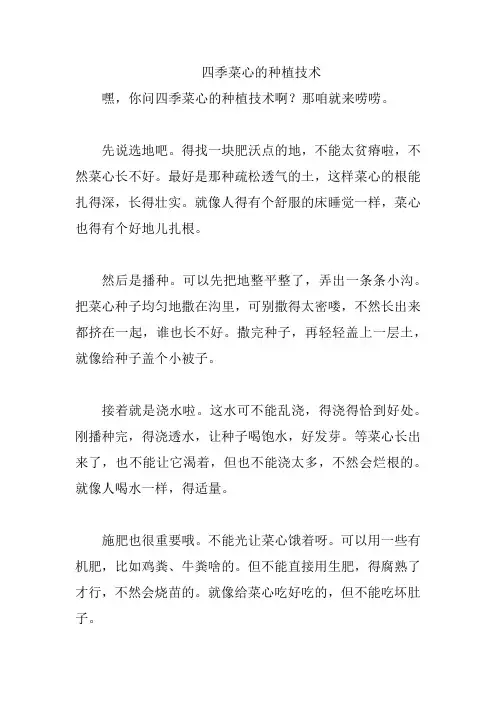 四季菜心的种植技术