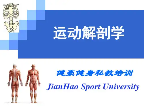 运动解剖学