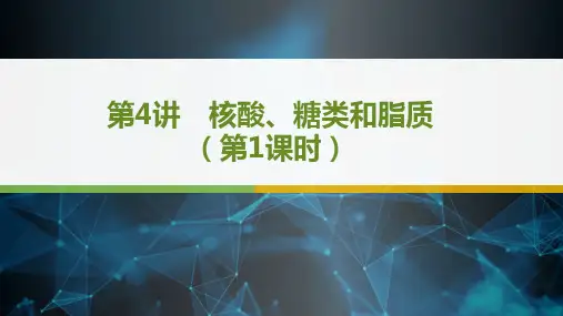 高三生物一轮复习第4讲 核酸、糖类和脂质(第1课时)