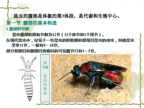 第二章4 昆虫的腹部