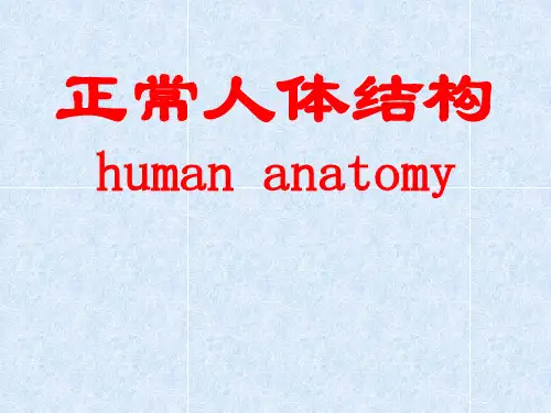 1绪论正常人体结构 