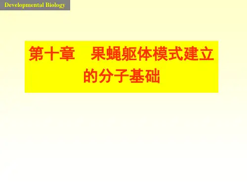 4 果蝇躯体模式建立的机制