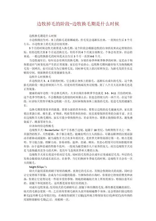 边牧掉毛的阶段-边牧换毛期是什么时候