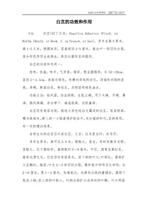 白芷的功效和作用