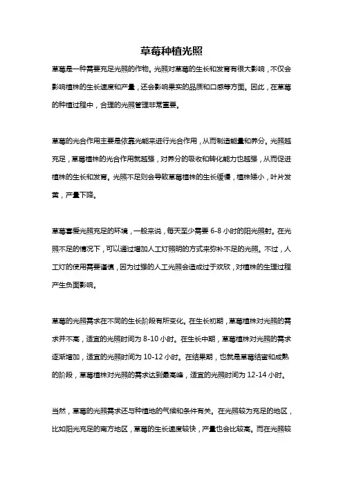 草莓种植光照