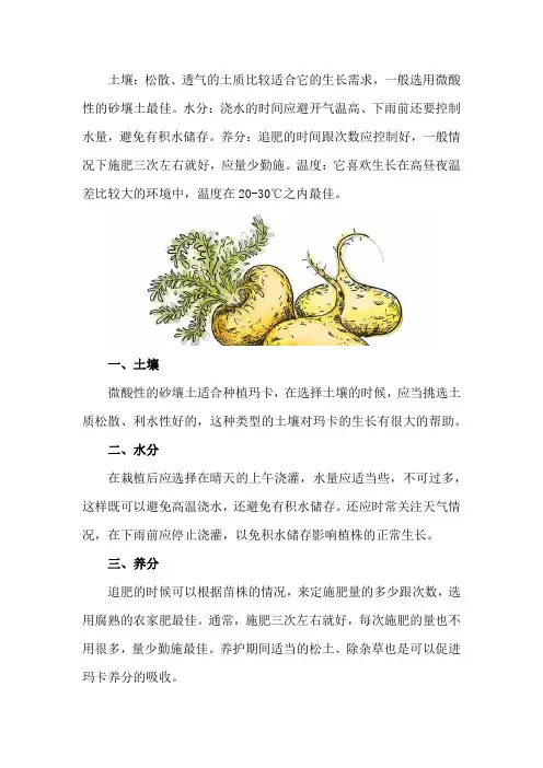 玛卡的养殖方法和注意事项