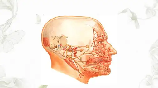 面神经(Facial nerve)ppt课件