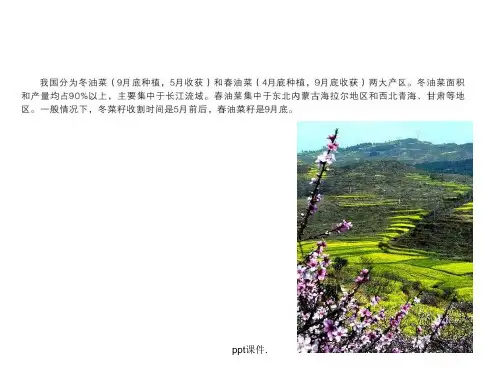 国产油菜籽行情及菜籽加工ppt课件