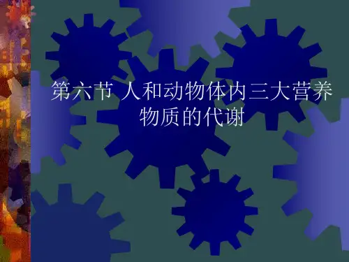 人和动物三大营养物质代谢PPT教学课件