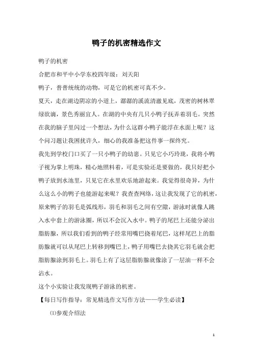 鸭子的机密精选作文