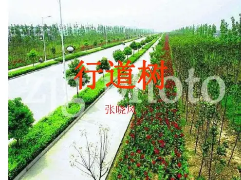 七年级语文行道树3