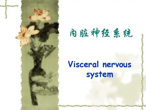 内脏神经