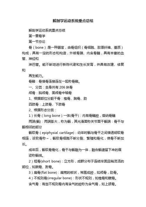 解剖学运动系统重点总结