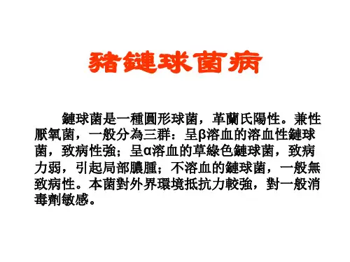 猪病防治课件-猪链球菌病