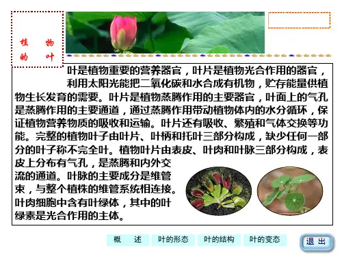 植物的营养器官叶课件
