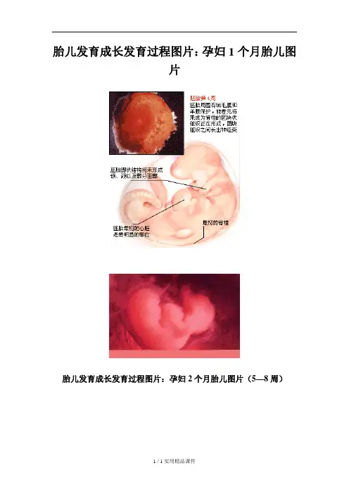胎儿1到10个月发育过程(图)