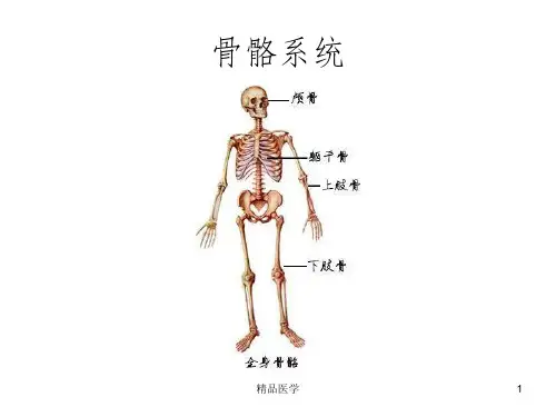 《系统解剖学图谱》PPT课件