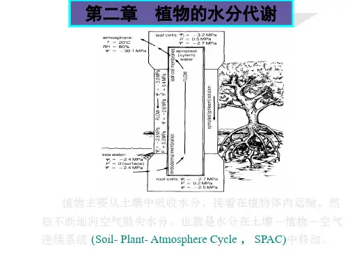 植物生理学课件第二章植物的水分代谢