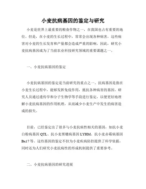 小麦抗病基因的鉴定与研究