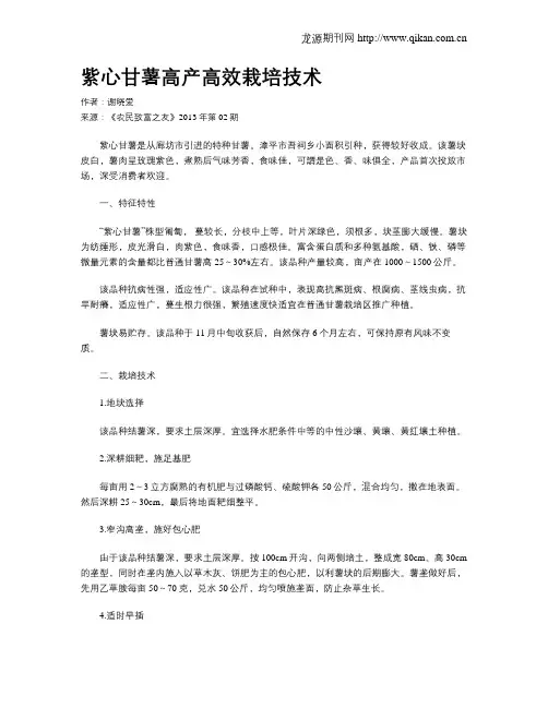 紫心甘薯高产高效栽培技术