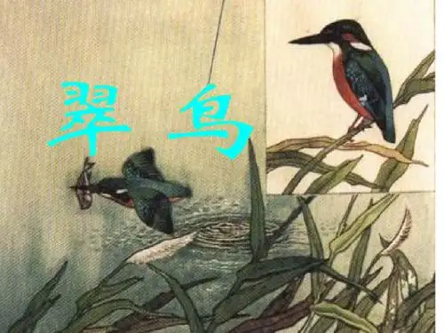 5.《翠鸟》ppt课件