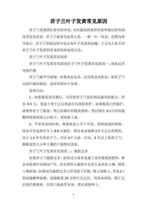 君子兰叶子发黄常见原因