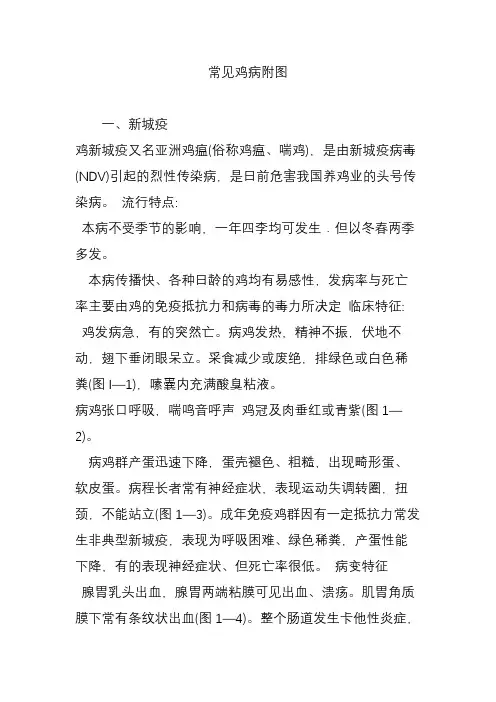常见鸡病附图