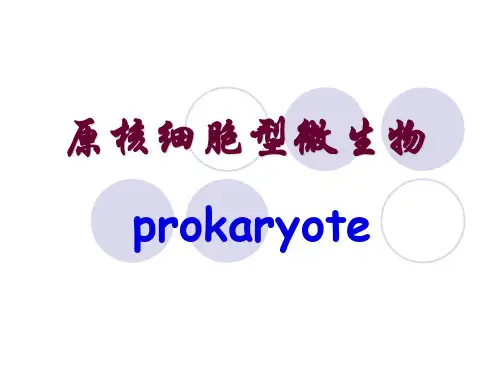 原核细胞型微生物