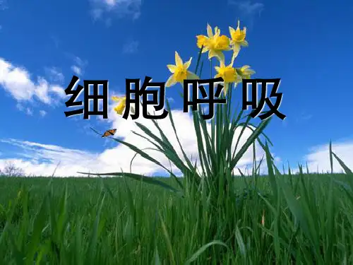 生物：《ATP主要来源-细胞呼吸》课件新人教必修