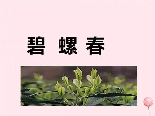 六年级语文上册 《碧螺春》名师 课件