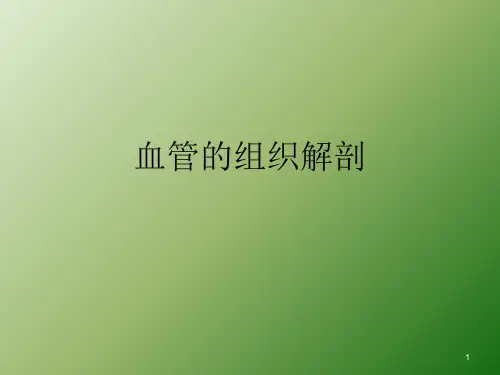 血管的结构PPT课件