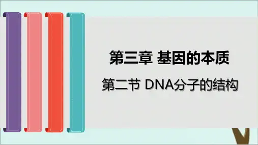 DNA分子的结构人教版高中生物必修二课件完美版
