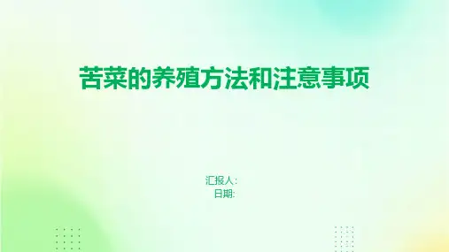 苦菜的养殖方法和注意事项