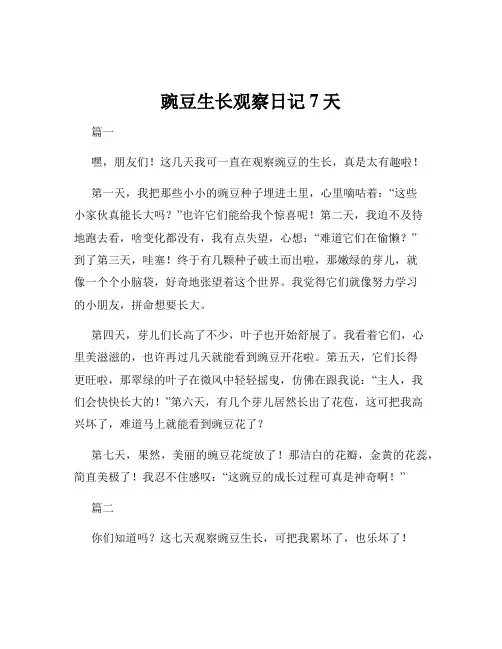豌豆生长观察日记 7天