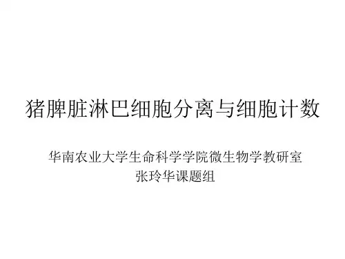 猪脾脏淋巴细胞分离