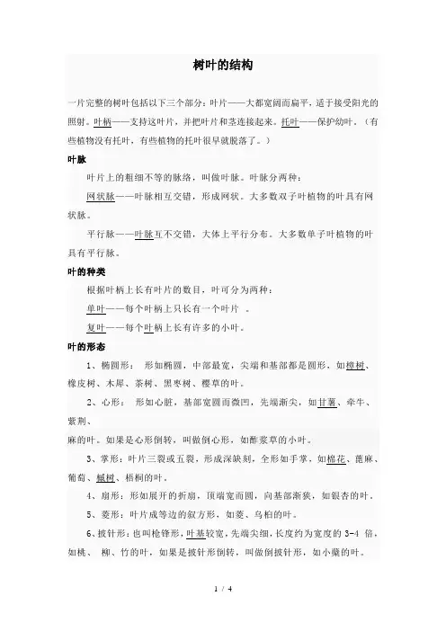 树叶的结构