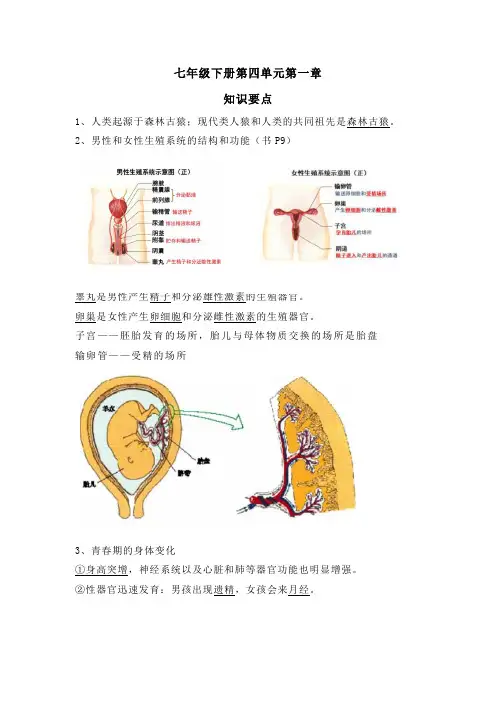 七年级下册第四单元第一章知识清单