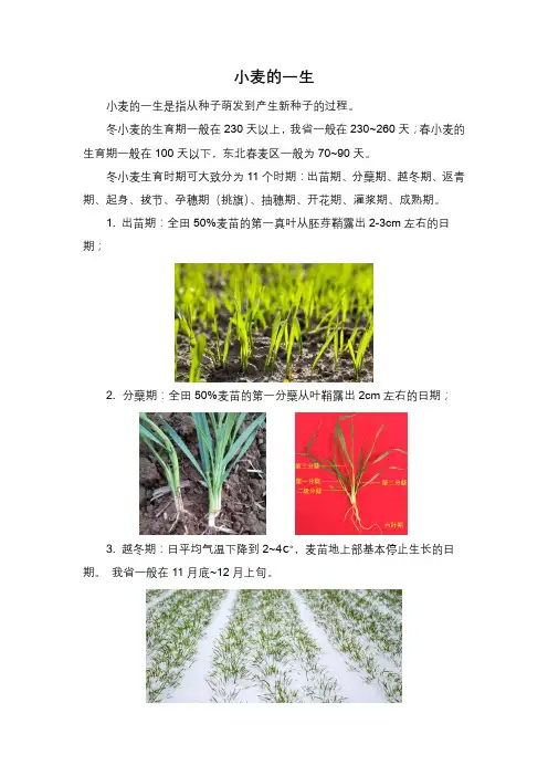 小麦的一生