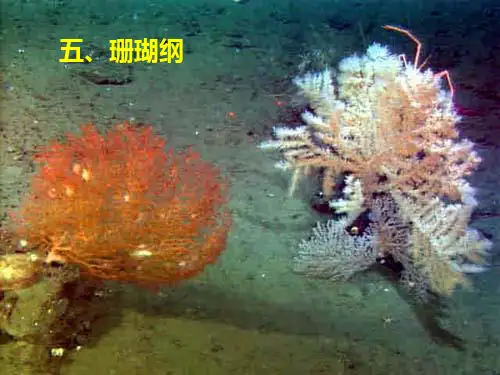 第三章腔肠动物门2ppt课件