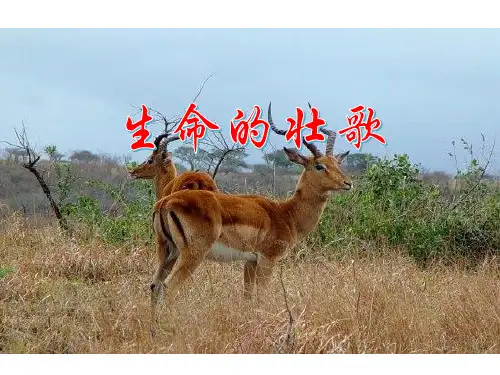 四年级下语文课件-17 生命的壮歌 苏教版(共28张PPT)