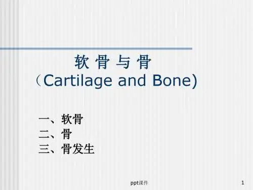 组织胚胎学--软骨与骨和肌肉组织  ppt课件