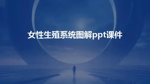 女性生殖系统图解ppt课件