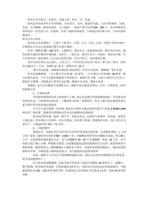 防风栽培