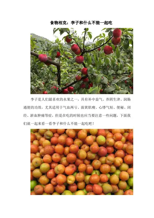 食物相克：李子和什么不能一起吃
