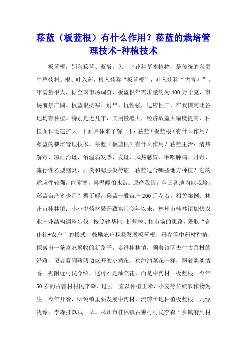 菘蓝(板蓝根)有什么作用？菘蓝的栽培管理技术 - 种植技术